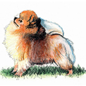 Pomeranian - Click Image to Close